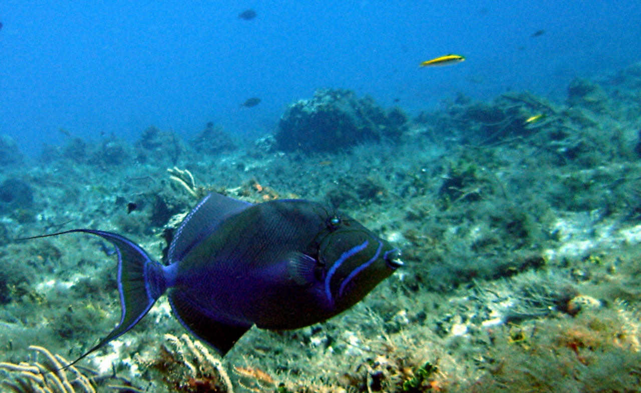 Balistes vetula (Pesce balestra variegato)